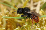 Tweekleurige slakkenhuisbij (Osmia bicolor) 