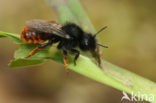 Osmia bicolor