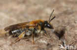 Valse rozenzandbij (Andrena helvola)