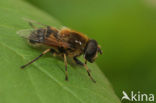 Veenbijvlieg (Eristalis picea)