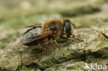 Veenbijvlieg (Eristalis picea)