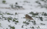 Veldleeuwerik (Alauda arvensis) 