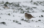 Sky Lark (Alauda arvensis)