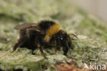 Vierkleurige koekoekshommel (Bombus sylvestris)