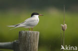 Common Tern (Sterna hirundo)