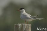 Common Tern (Sterna hirundo)