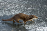 Visotter