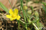 Spring Cinquefoil (Potentilla verna)