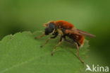 Vosrood gitje (Cheilosia chrysocoma)