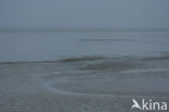 Waddensea
