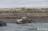 Walrus (Odobenus rosmarus)