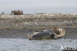 Walrus (Odobenus rosmarus)