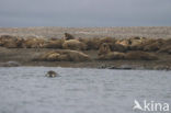 Walrus (Odobenus rosmarus)