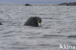 Walrus (Odobenus rosmarus)