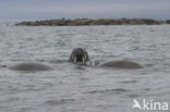 Walrus (Odobenus rosmarus)