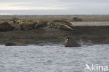 Walrus (Odobenus rosmarus)