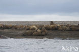 Walrus (Odobenus rosmarus)