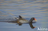 Common Moorhen (Gallinula chloropus)