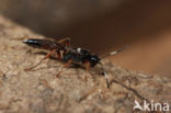 Ichneumon Wasps (Ichneumonidae)