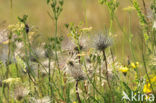 Pasqueflower (Pulsatilla vulgaris)
