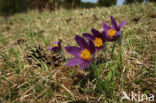 Wildemanskruid (Pulsatilla vulgaris) 