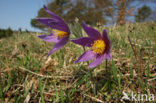 Wildemanskruid (Pulsatilla vulgaris) 