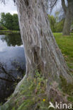 Willow Ermine Moth (Yponomeuta rorrella)