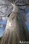 Willow Ermine Moth (Yponomeuta rorrella)