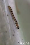 Willow Ermine Moth (Yponomeuta rorrella)