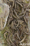 Willow Ermine Moth (Yponomeuta rorrella)