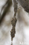 Willow Ermine Moth (Yponomeuta rorrella)
