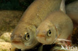 Orfe (Leuciscus idus)