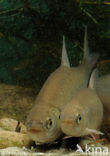 Orfe (Leuciscus idus)