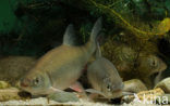 Orfe (Leuciscus idus)