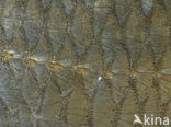 Orfe (Leuciscus idus)