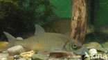Orfe (Leuciscus idus)