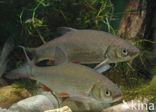 Orfe (Leuciscus idus)