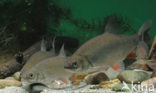 Orfe (Leuciscus idus)