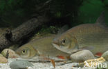 Orfe (Leuciscus idus)