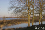 White Poplar (Populus alba)