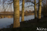 White Poplar (Populus alba)