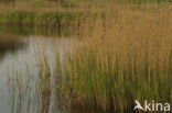Wormer- en Jisperveld