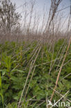 Wormer- en Jisperveld