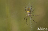 wasp spider (Argiope bruennichi)