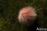 Sea urchin (Arbacia spec)