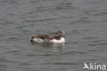 Guillemot