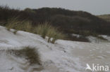 Zeepeduinen