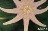 starfish (Asterias spec)