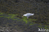 Zilvermeeuw (Larus argentatus)