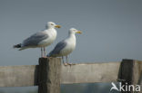 Zilvermeeuw (Larus argentatus)